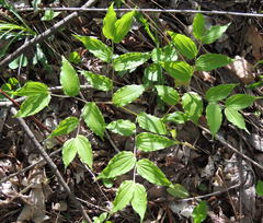 Prosartes lanuginosa