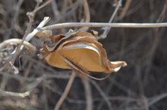 Gonolobinae