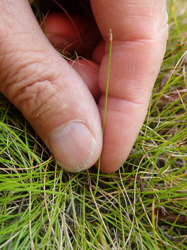 Image of Eleocharis gracilis by (c) Arnim Littek, some rights reserved (CC BY)