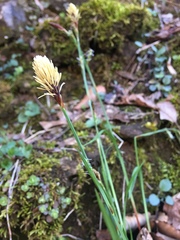 Carex pedunculata