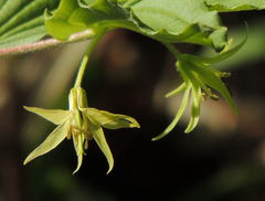 Prosartes lanuginosa