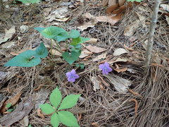 Viola missouriensis