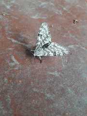 Hypercompe abdominalis