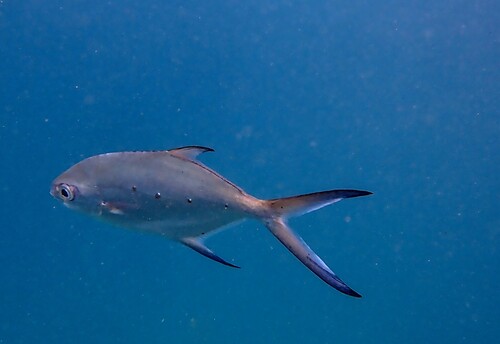 Smallspotted Dart (Trachinotus baillonii)