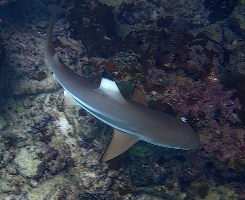 Blacktip Reef Shark (Carcharhinus melanopterus)