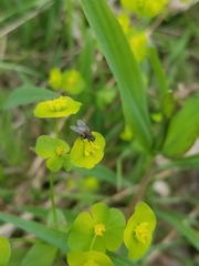 Euphorbia roemeriana