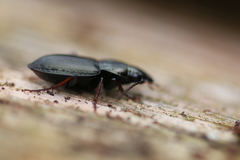 Pterostichus oblongopunctatus