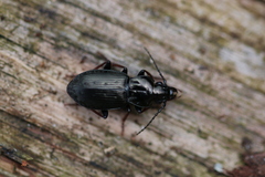 Pterostichus oblongopunctatus