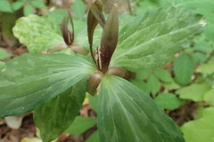 Trillium gracile