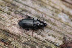 Pterostichus oblongopunctatus