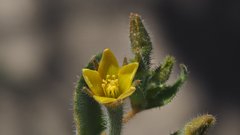 Mentzelia desertorum