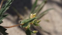 Mentzelia desertorum