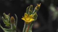 Mentzelia desertorum