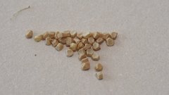 Mentzelia desertorum