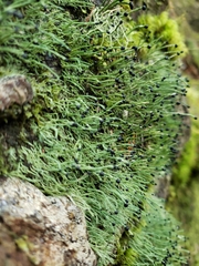 Pilophorus acicularis