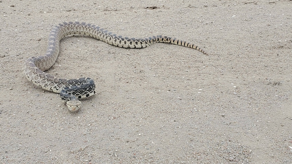 Bullsnake from 120th Ave, Ellis, KS, US on May 2, 2020 at 01:33 PM by ...