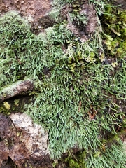 Pilophorus acicularis