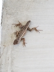 Sceloporus occidentalis