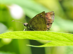 Antigonus funebris
