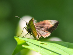Antigonus funebris