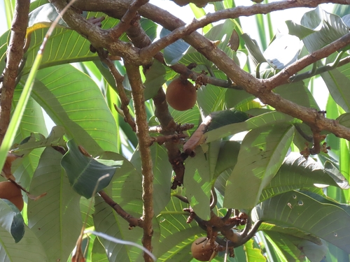 Myristica hypargyraea observed 2023-12-02