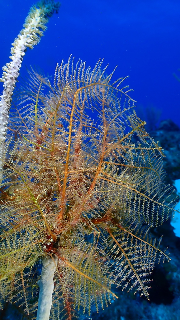 Sertularella diaphana