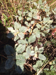 Eriogonum latifolium