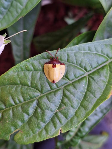 Paraselenis dichroa