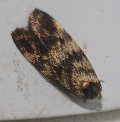 Barea codrella