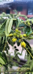 Senna multiglandulosa