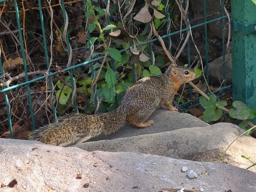 Ring-tailed Ground Squirrel