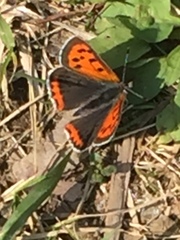 Semisulcospira libertina