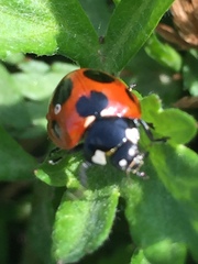 Semisulcospira libertina