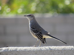 Mimus polyglottos