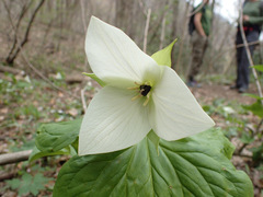 Trillium simile
