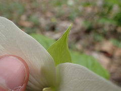 Trillium simile