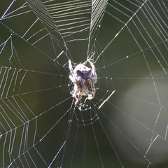 Araneus andrewsi