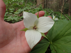 Trillium simile
