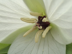 Trillium simile