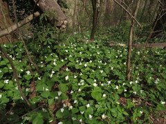 Trillium simile
