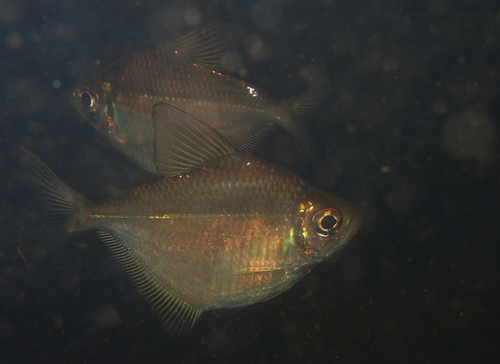 Silver dollar tetra (Poptella brevispina) — Characidae — 4