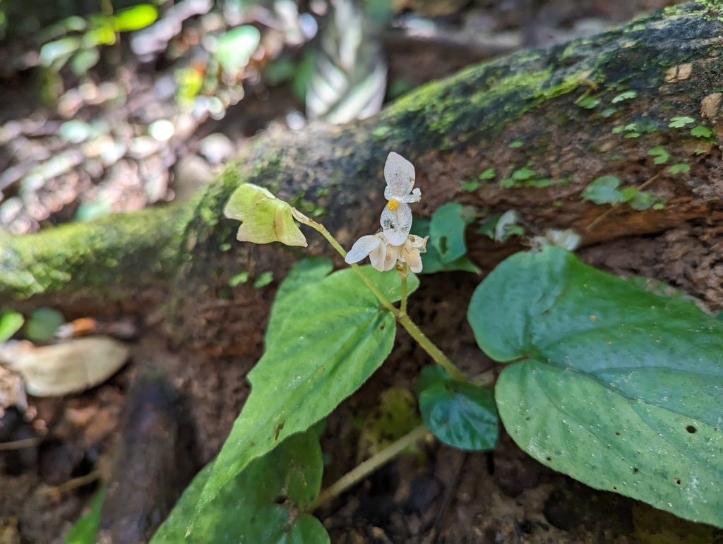 Begonia elisabethae