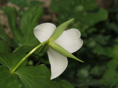 Trillium simile