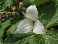 Trillium simile