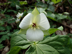 Trillium simile