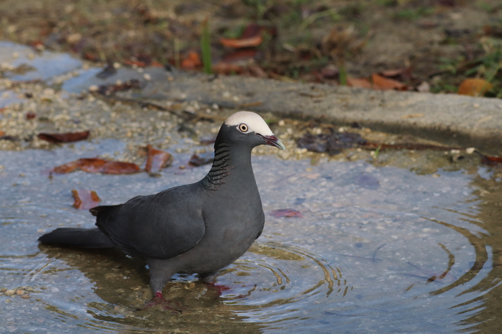 White-crowned Pigeon photo