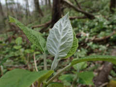 Hydrangea radiata