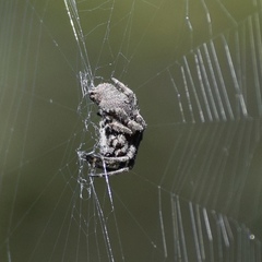 Araneus andrewsi