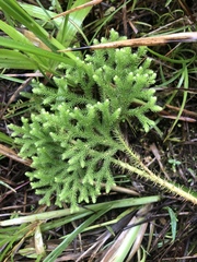 Lycopodiales