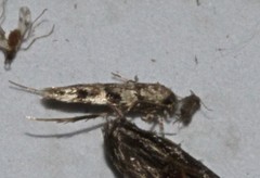 Stathmopodinae